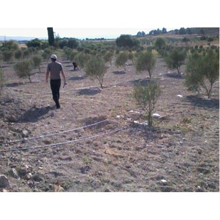 izmir'de Zeytin için Otomatik Kontrollü Damla sulama uygulaması 100.000 m2 İzmir / TURKEY